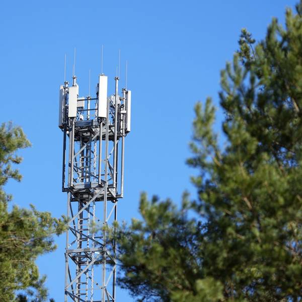 Ein Mast mit Mobilfunk-Antennen steht zwischen Kiefern.
