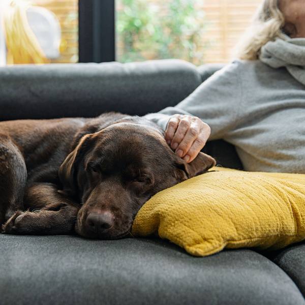 Ein brauner Labrador schläft auf der Couch.