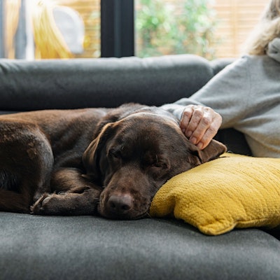 Ein brauner Labrador schläft auf der Couch.