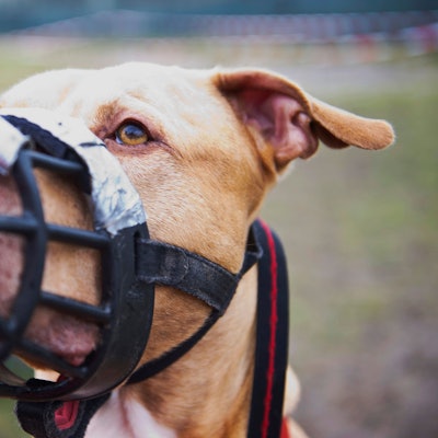 Das Foto zeigt einen Hund mit einem Maulkorb