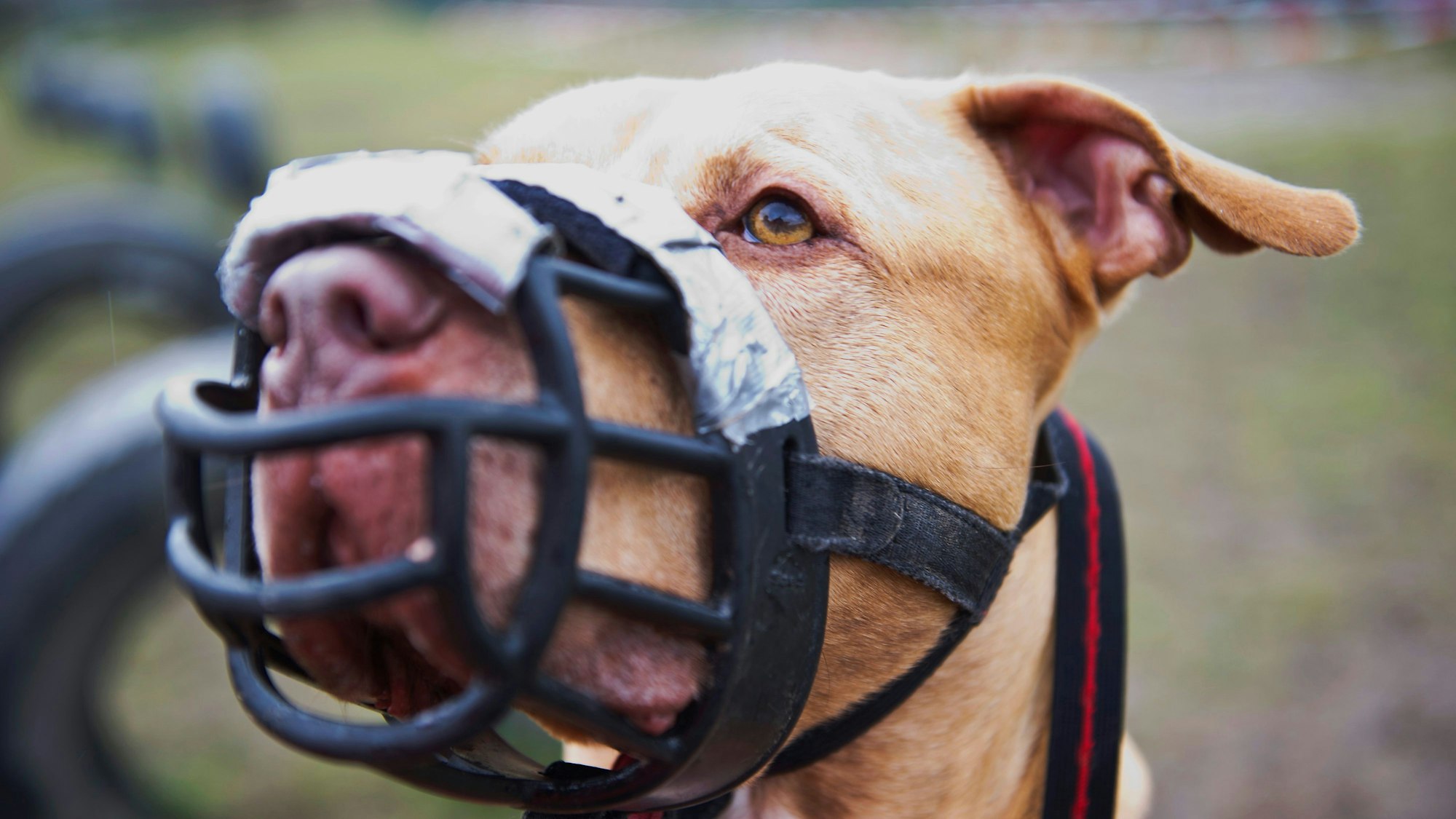 Das Foto zeigt einen Hund mit einem Maulkorb