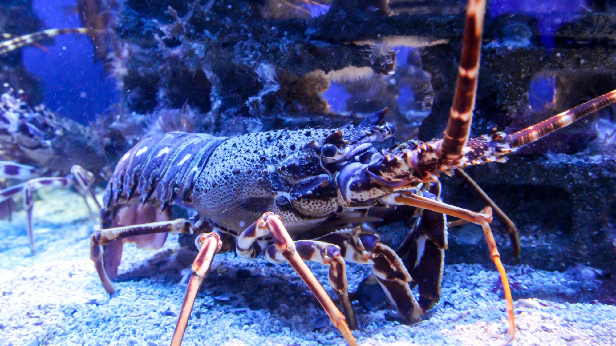 Ein Hummer mit orange-blauer Färbung läuft auf dem Meeresgrund umher. Seine markanten Scheren sind zu sehen. (Symbolbild)