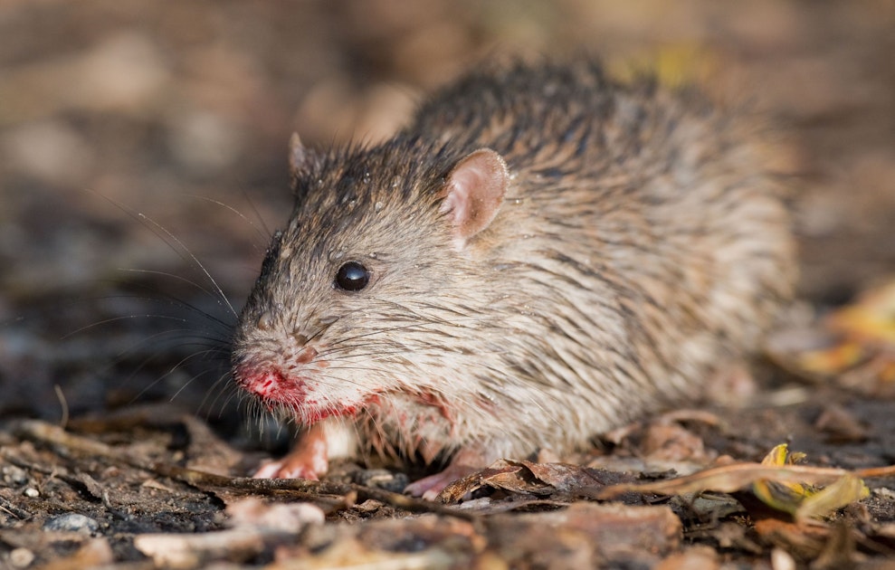 Rattenplage: Grundschule ergreift drastische Maßnahmen | Kölner Stadt ...