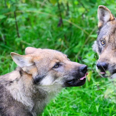 Ein junger Wolf steht mit einem Elternteil im Gehege im Wisentgehege Springe.