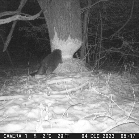 Ein Biber nagt einen Baum an.