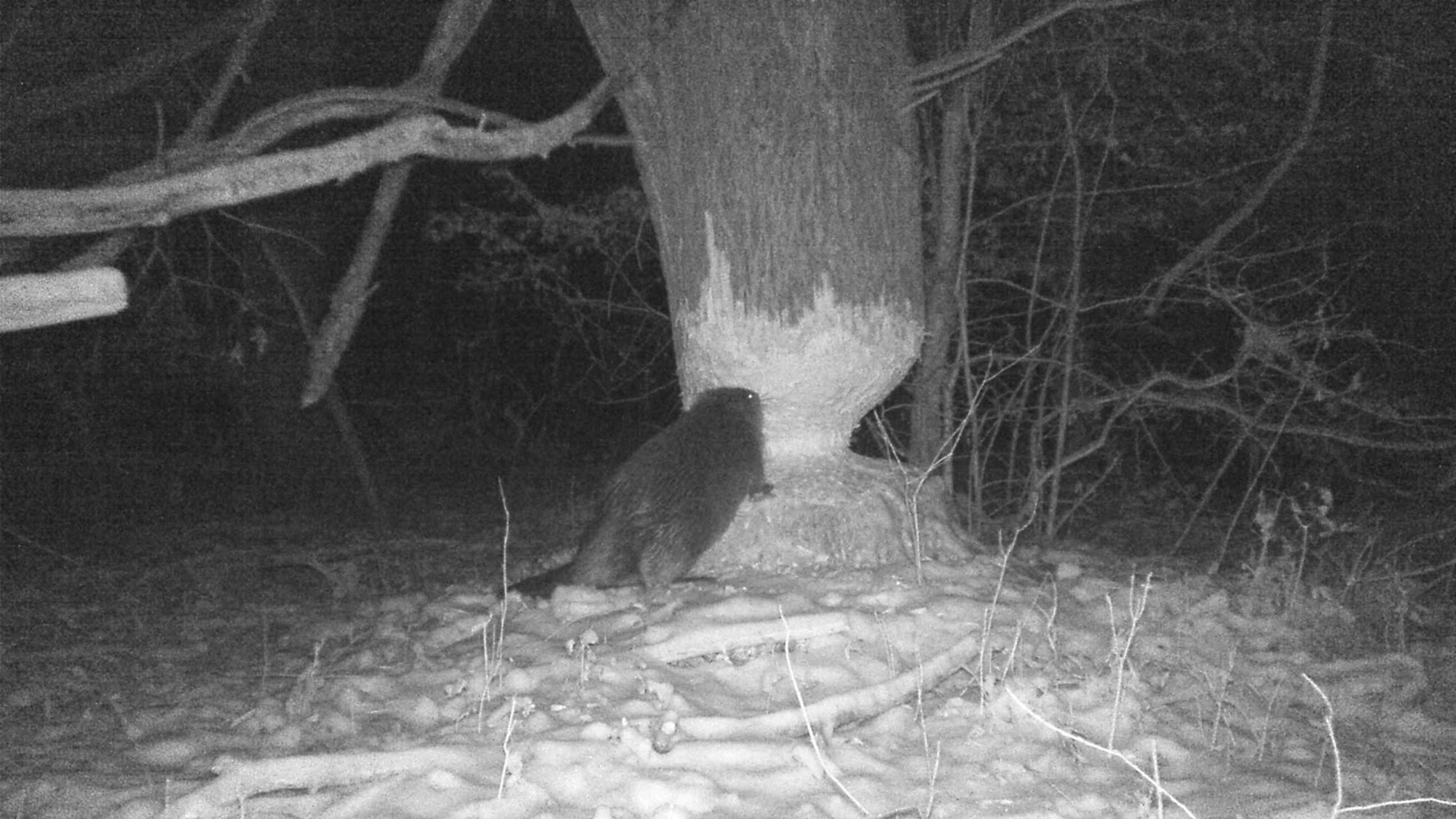 Ein Biber nagt einen Baum an.