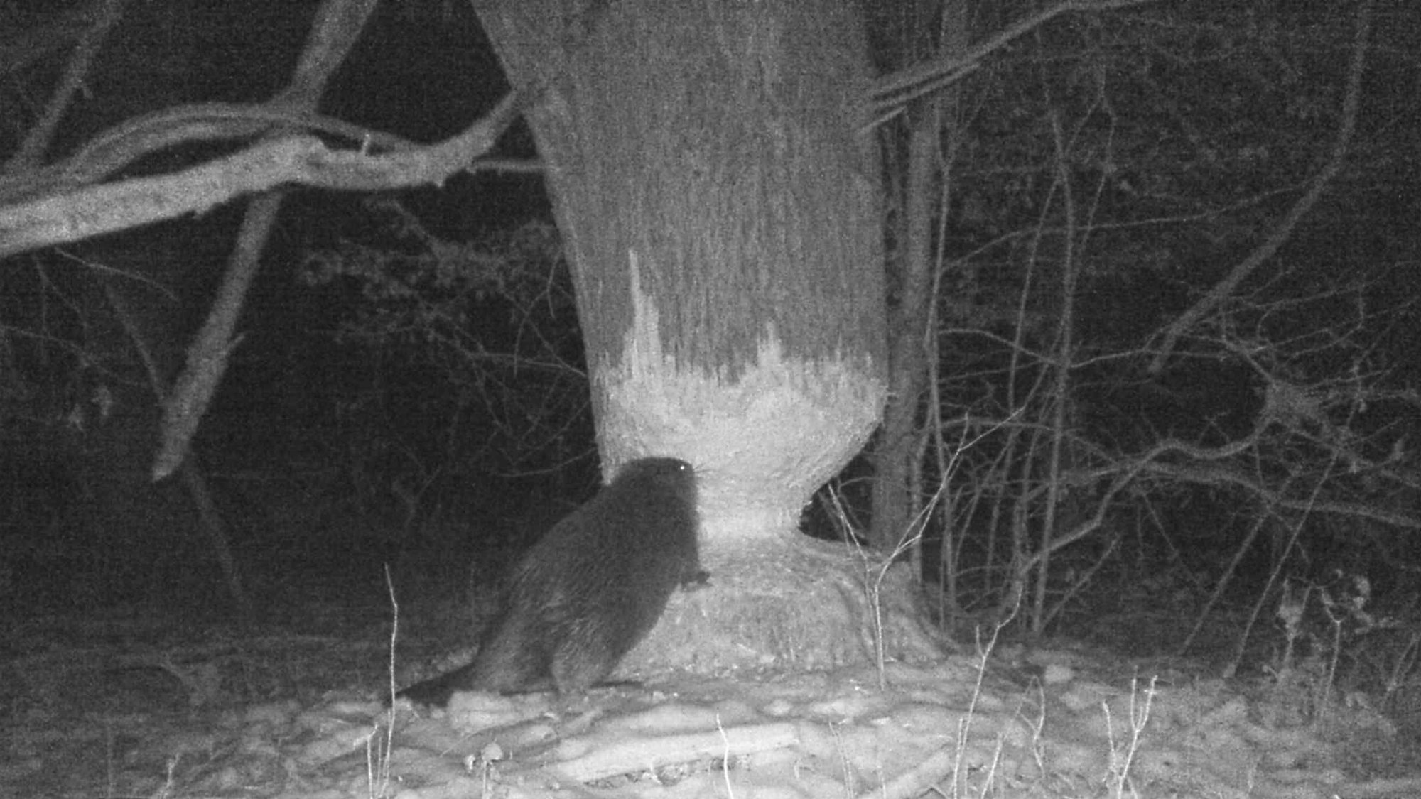 Biber in Rösrath bei der Arbeit - Foto einer Wildkamera bei Nacht