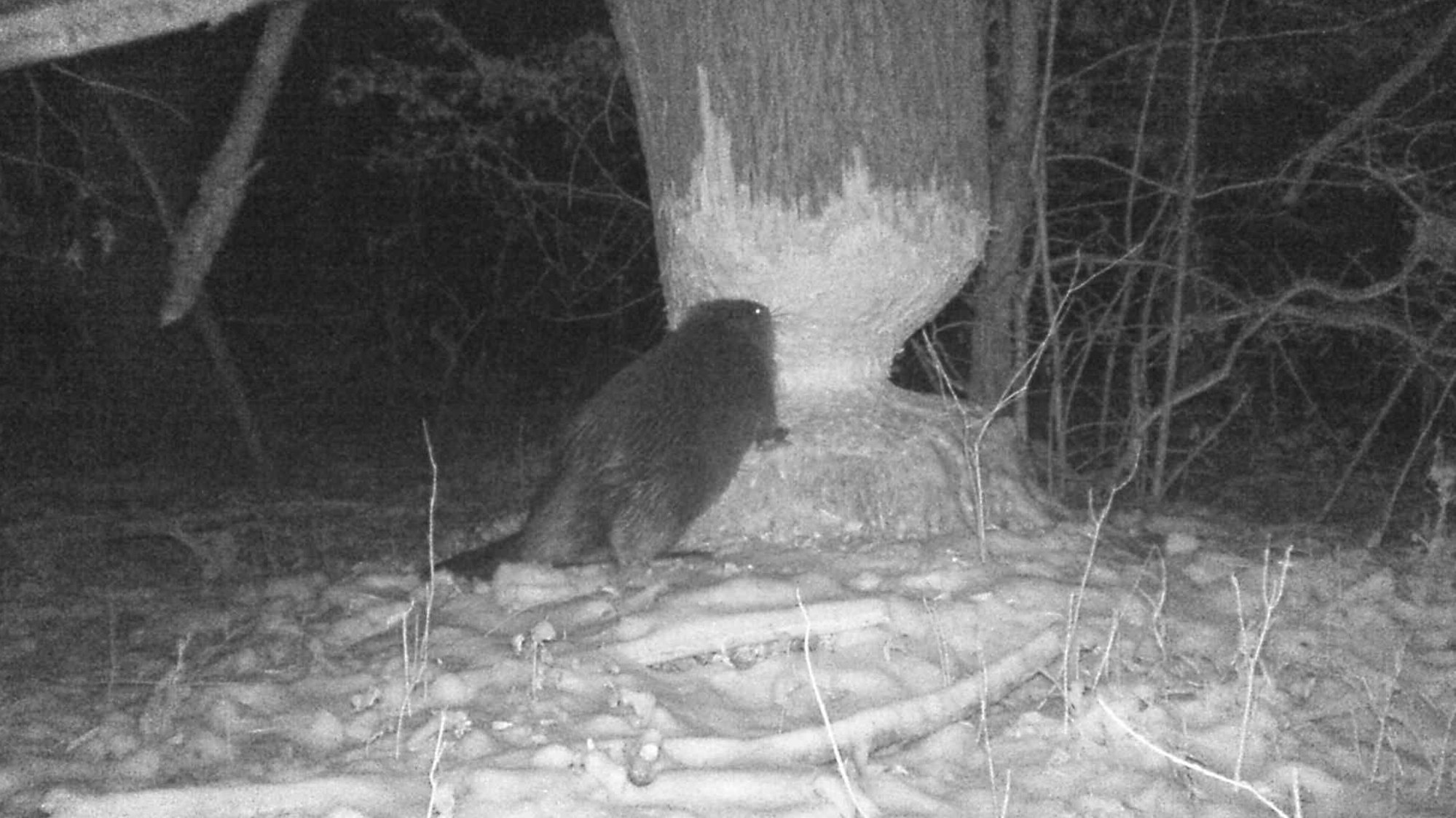 Biber in Rösrath bei der Arbeit - Foto einer Wildkamera bei Nacht