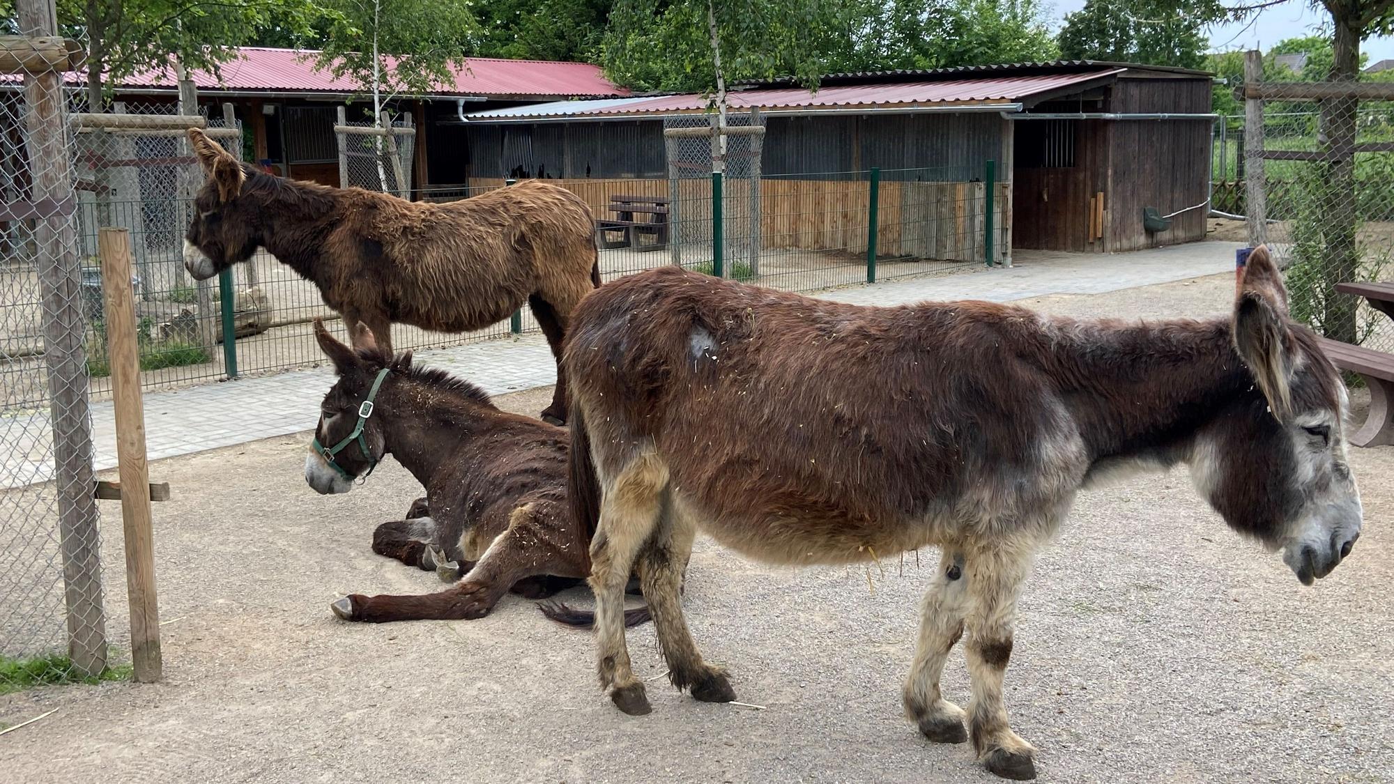 Drei Esel in Rolfs Streichelzoo in Köln-Zündorf. Foto: Lampe