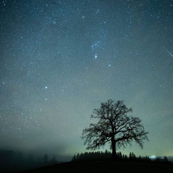 Eine Sternschnuppe ist während des Geminiden-Meteteorstroms am Sternenhimmel über einem Baum zu sehen.