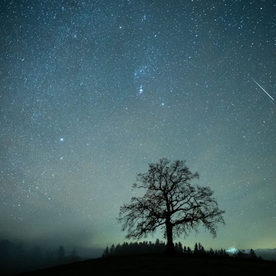 Eine Sternschnuppe ist während des Geminiden-Meteteorstroms am Sternenhimmel über einem Baum zu sehen.