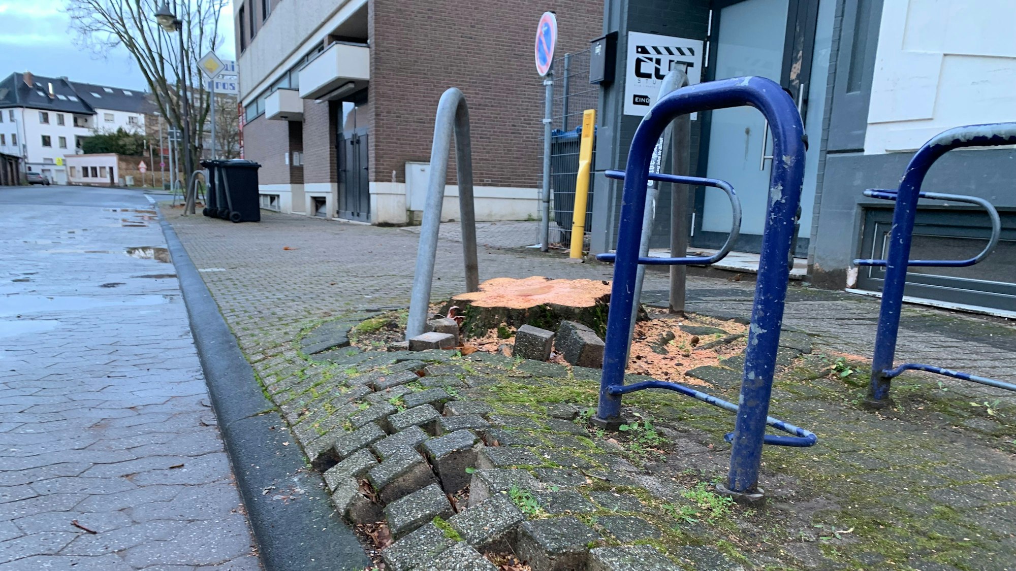 Das Bild zeigt einen Baumstumpf und daneben Pflastersteine, die von den Wurzeln angehoben worden waren.