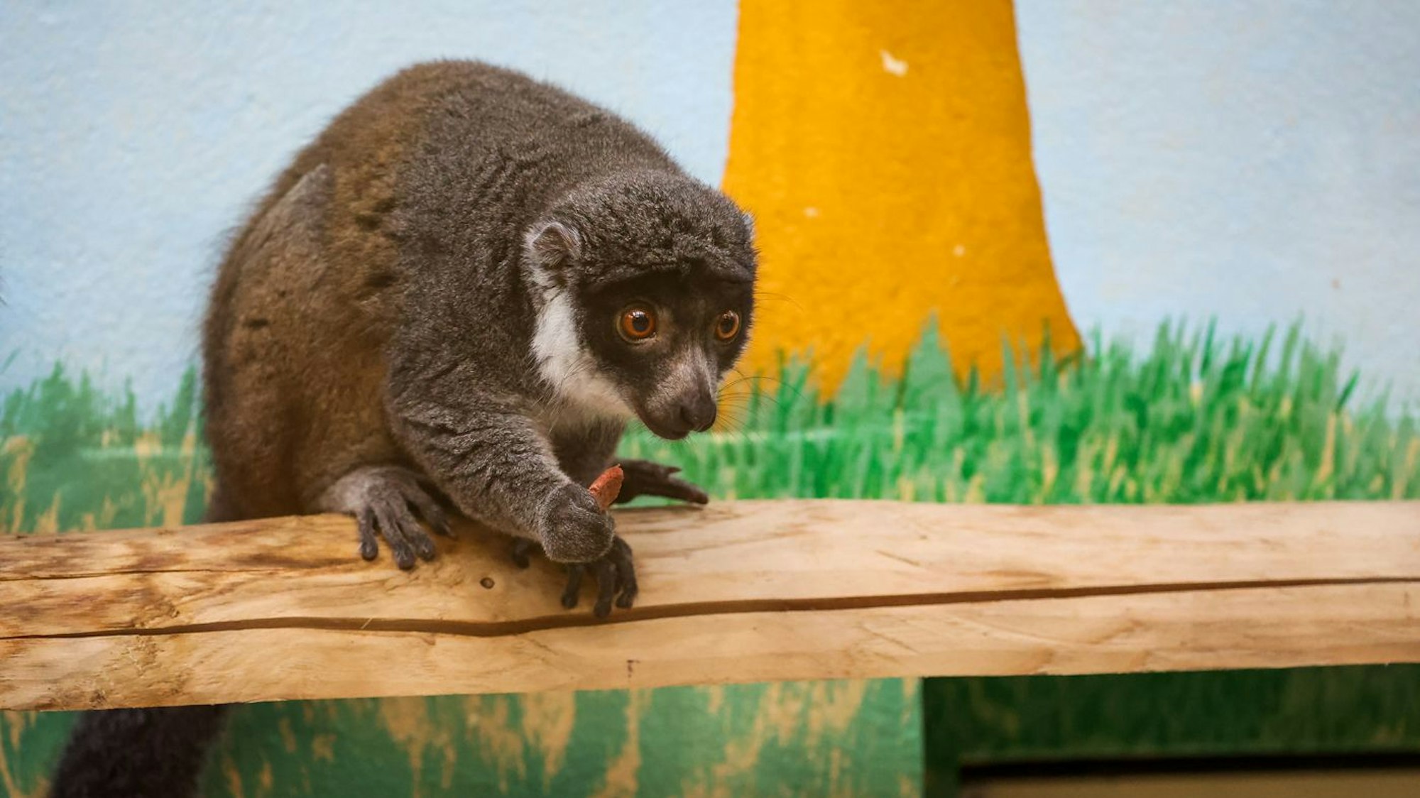 Affenähnliches Tier sitzt auf einem Holzbalken