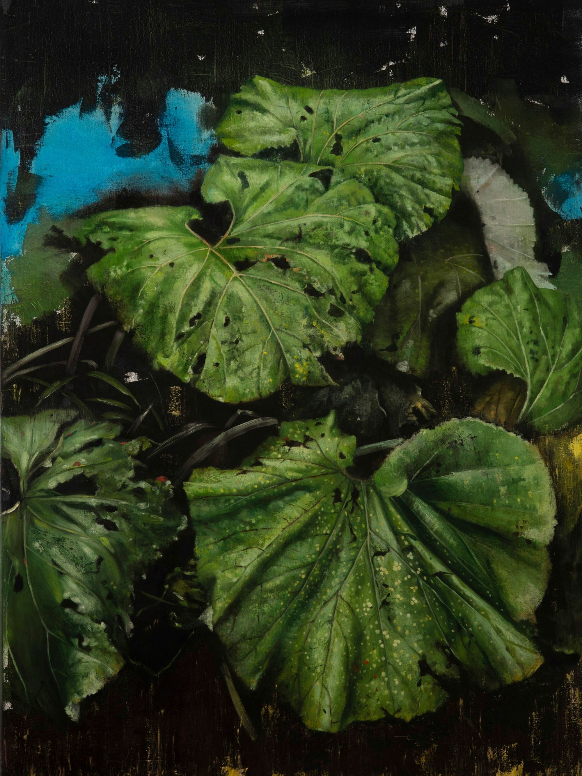 Pestwurzblätter bedecken einen Teich.