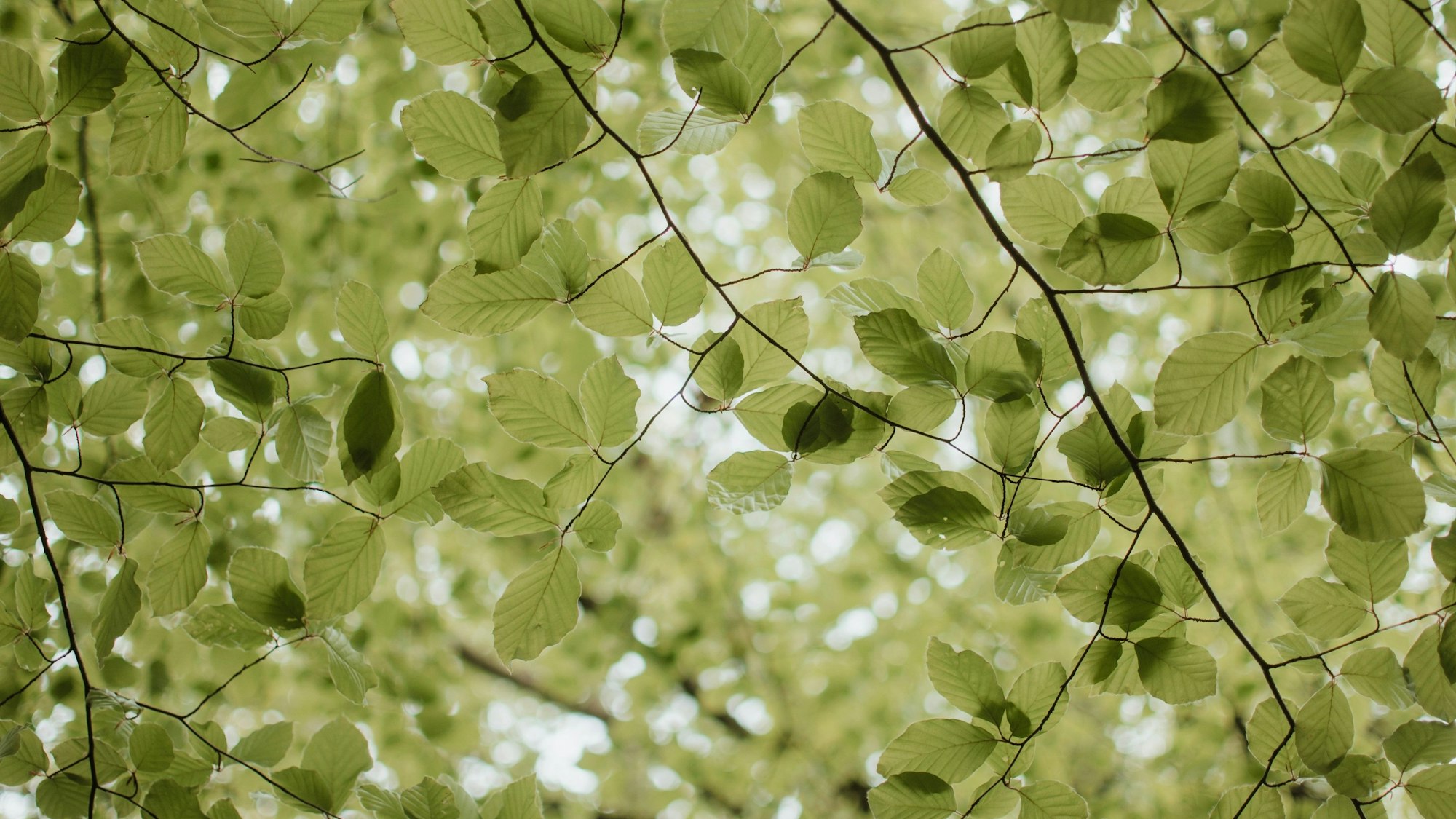 Grüne Blätter einer Buche im Sonnenlicht.