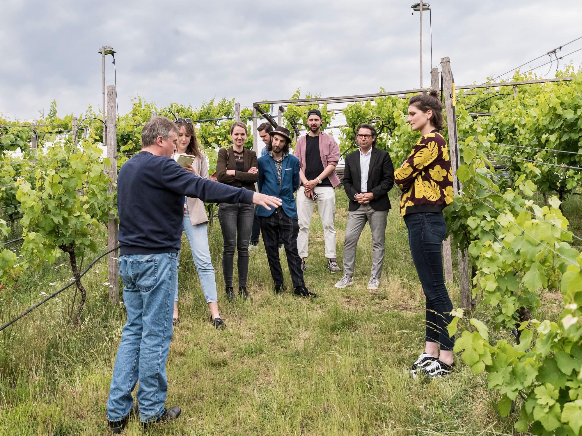 Menschen stehen inmitten von Weinreben.