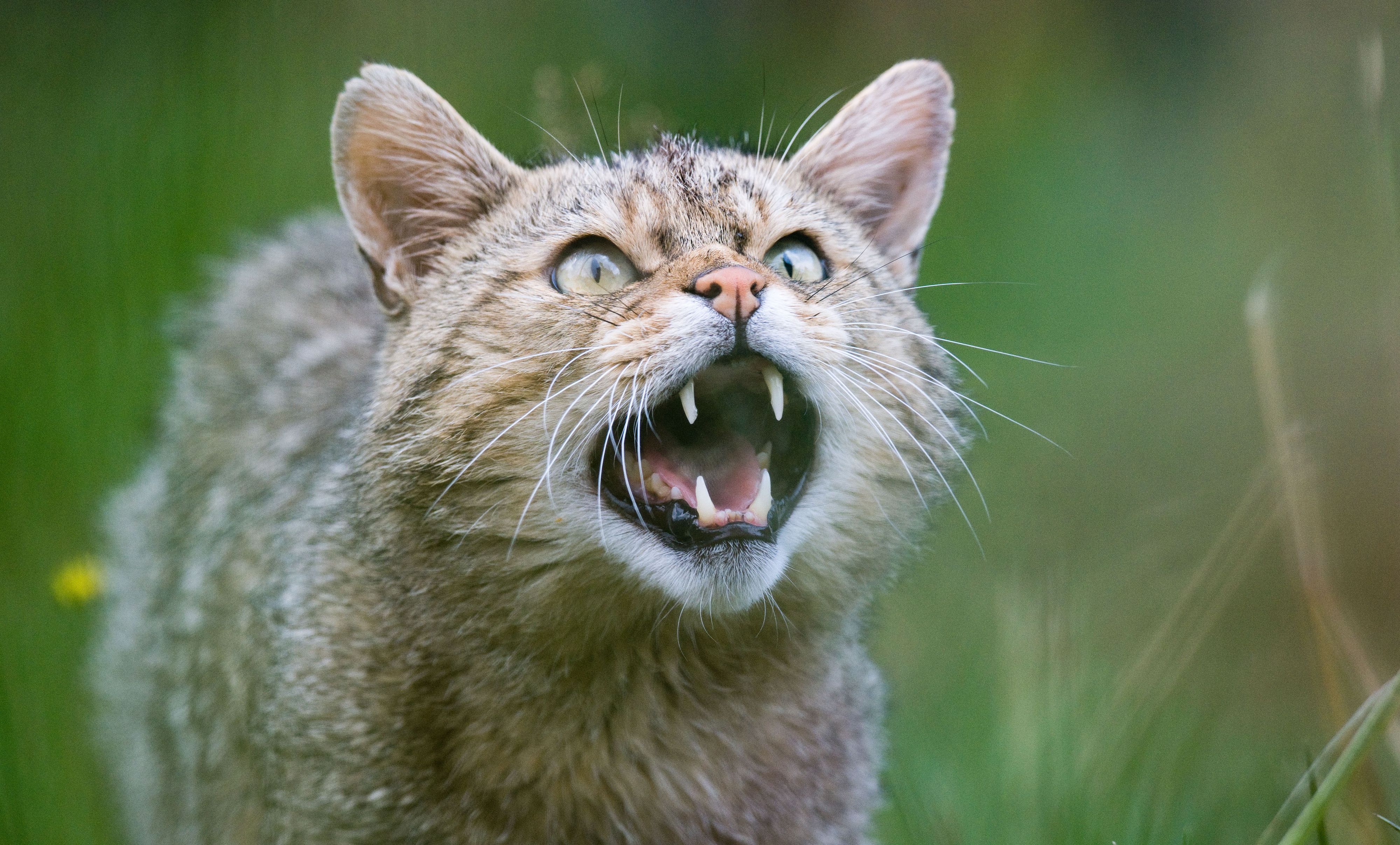 Eine Wildkatze (Felis silvestris) zeigt Zähne im Wildkatzengehege vom NABU Niedersachsen im Harz. Am 8. August ist Weltkatzentag.