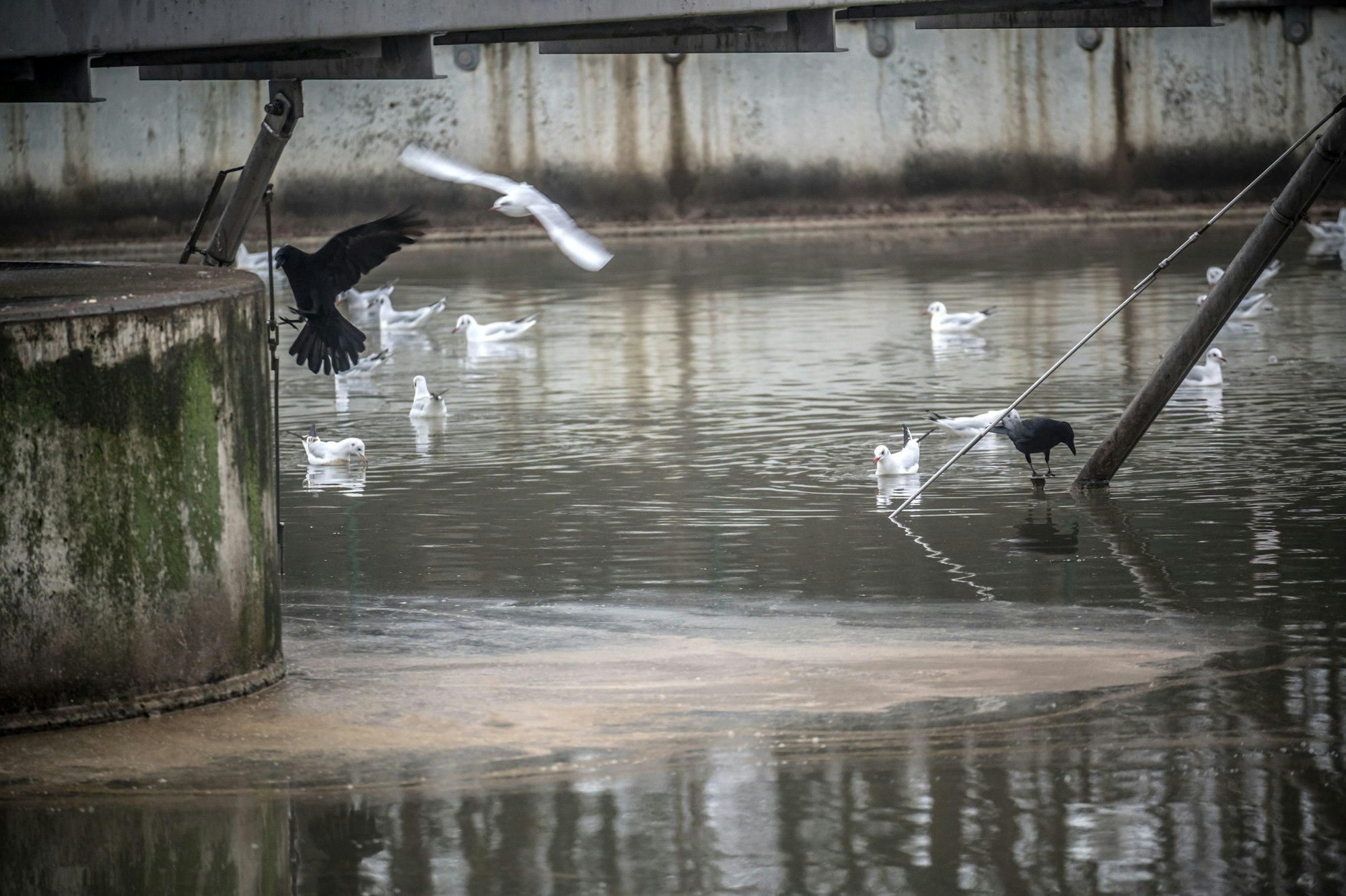 Möwen mögen im Winter das warme Wasser, Krähen gucken konzentriert nach Essbarem.