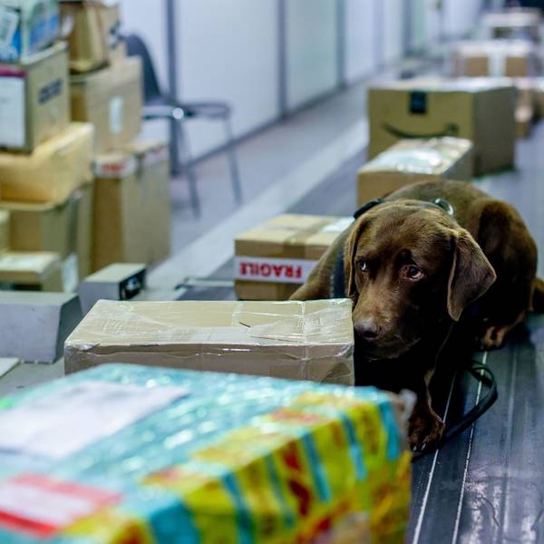 Auf einem Paketband liegen verschiedene Kartons. Mit auf dem Band liegt ein brauner Hund, der an den Kartons schnüffelt.