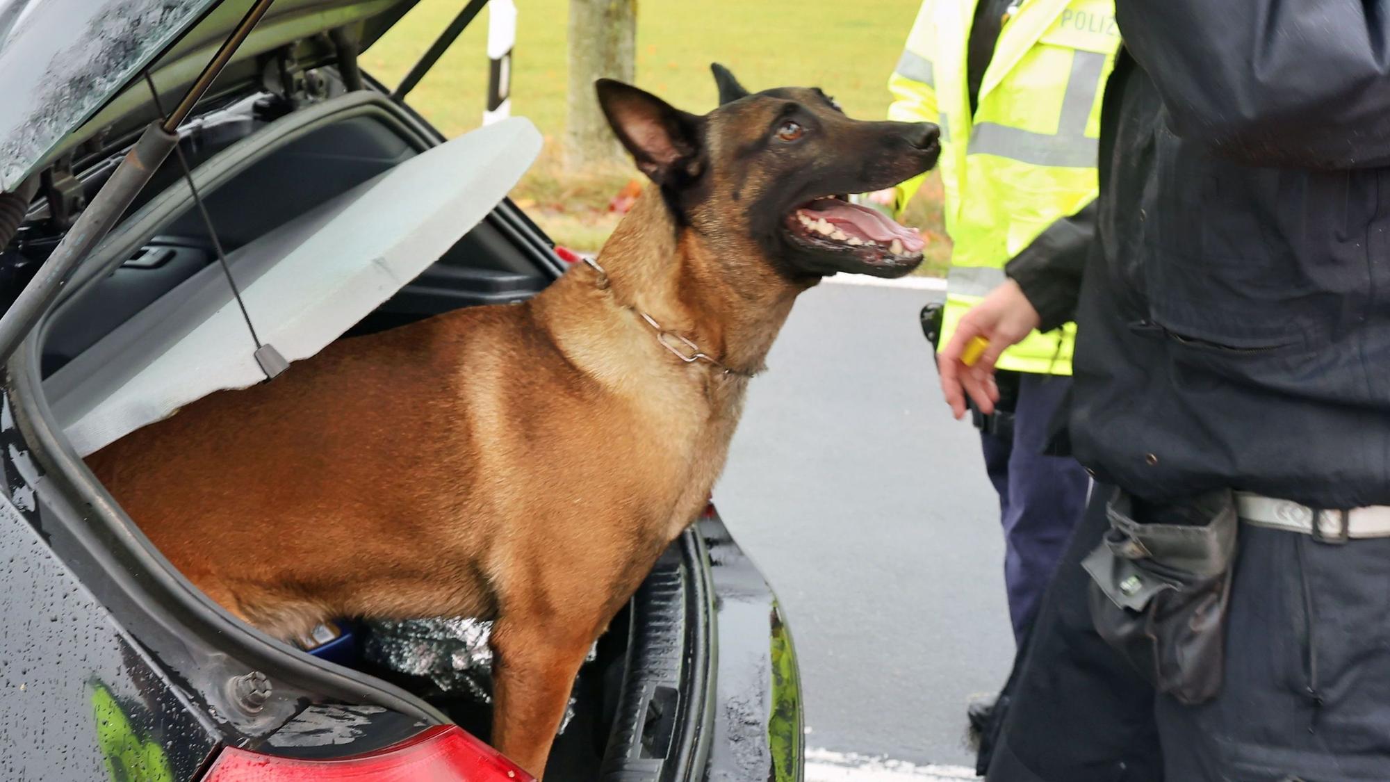 Das Bild zeigt Polizeihund „Mats“, wie er aus einem Polizeiwagen schaut.