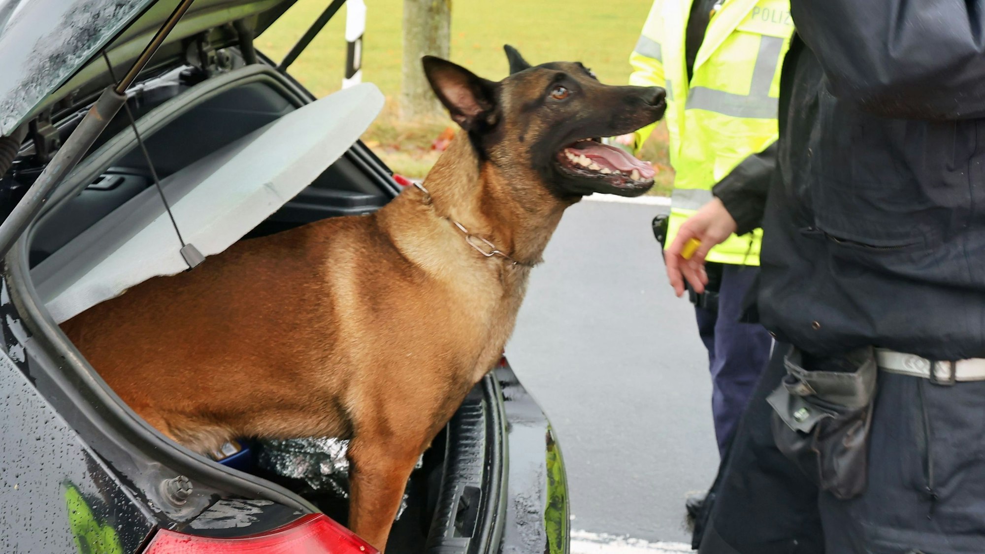 Das Bild zeigt Polizeihund „Mats“, wie er aus einem Polizeiwagen schaut.