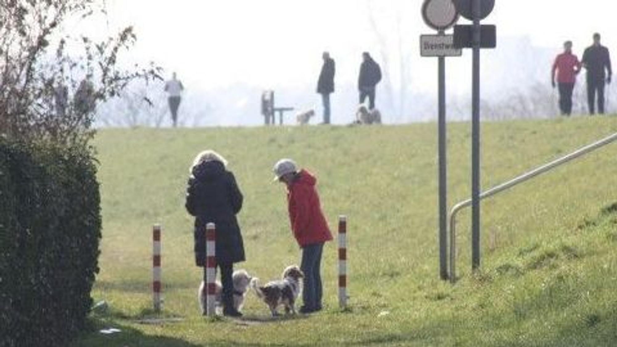 Am Rheindamm in Niederkassel-Rheidt sind zahlreichen Hundehalter mit ihren Vierbeinern unterwegs.