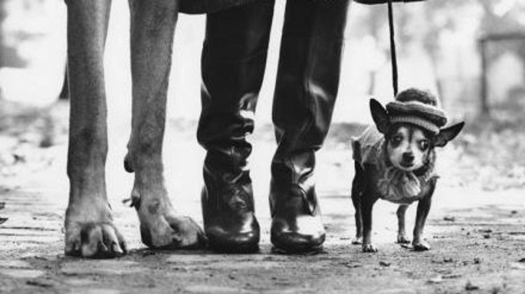 Erwitt 3: Mode-Hund