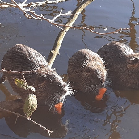 Nutria am Siegburger Trerichsweiher fressen genüsslich Mohrrüben, die sie von Spaziergängern benommen haben.