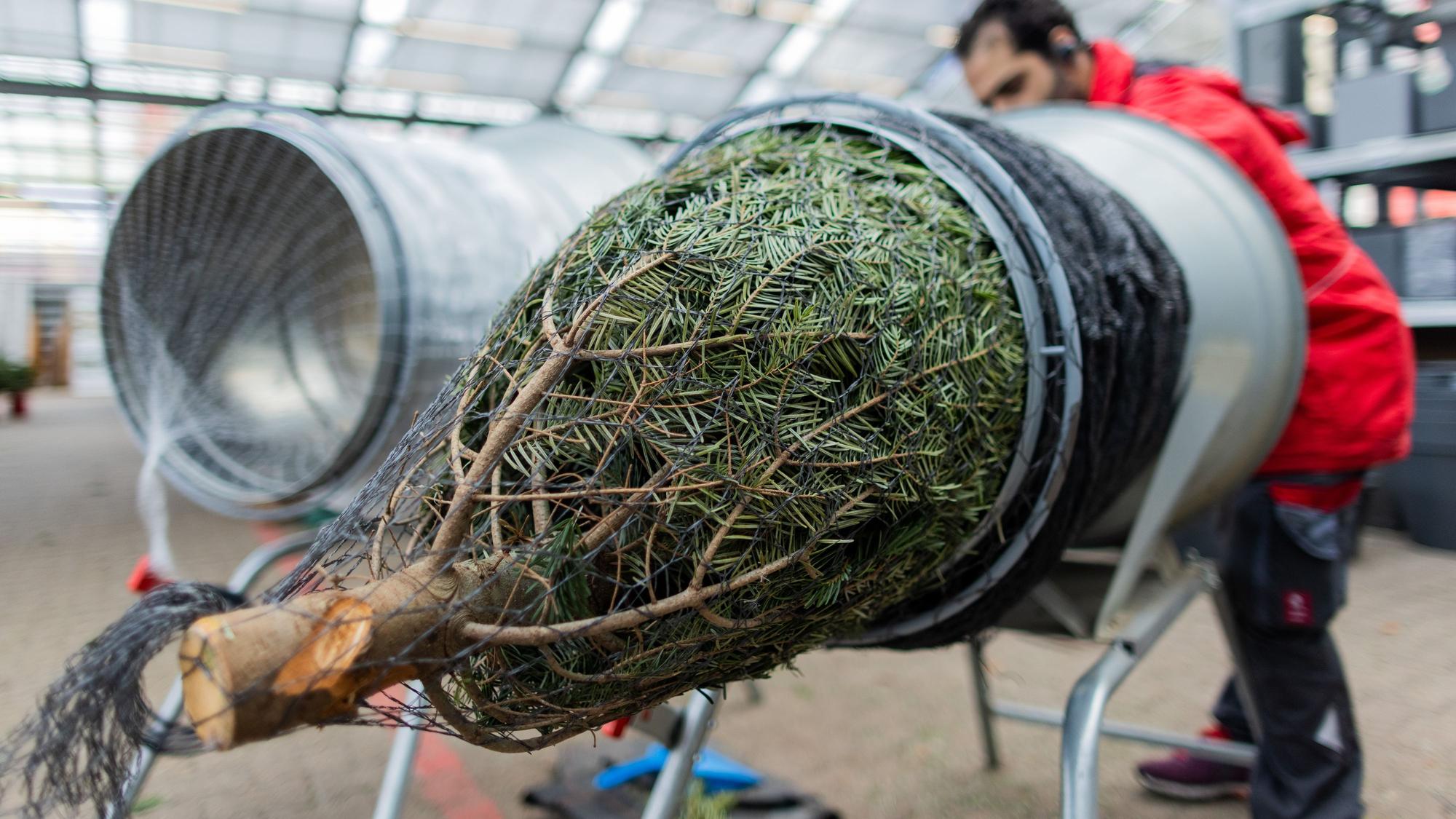 Ein Weihnachtsbaum wird in einem Toom Baumarkt eingenetzt. (zu dpa: "Nachhaltige Weihnachten: Welcher ist der beste Baum für die Umwelt?") +++ dpa-Bildfunk +++