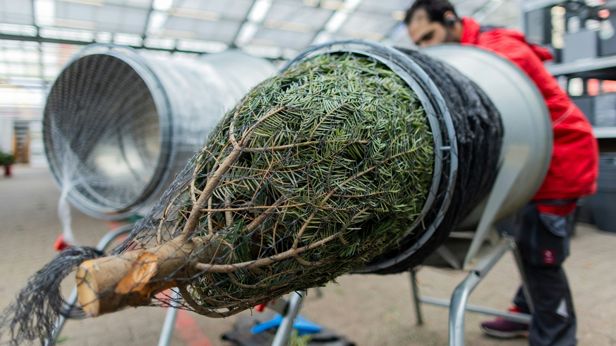 Ein Weihnachtsbaum wird in einem Toom Baumarkt eingenetzt. (zu dpa: "Nachhaltige Weihnachten: Welcher ist der beste Baum für die Umwelt?") +++ dpa-Bildfunk +++