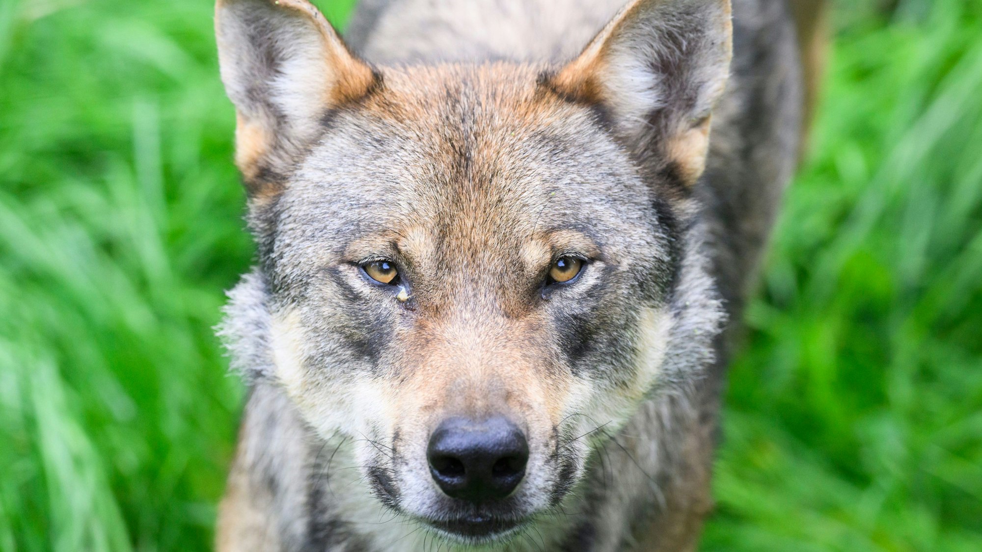 Ein Wolf, hier in einem Gehege, steht im Gras. Die als „Gloria“ bekannte Wölfin ist im Kreis Wesel zum Abschuss freigegeben worden. (Symbolbild)