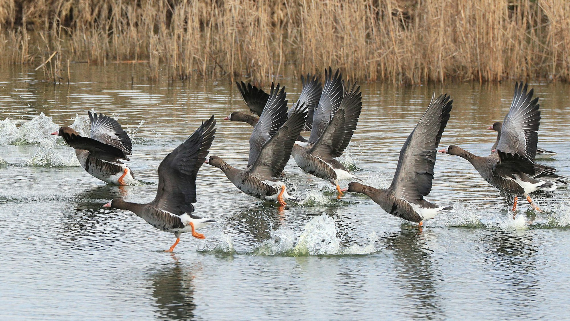 Blassgänse