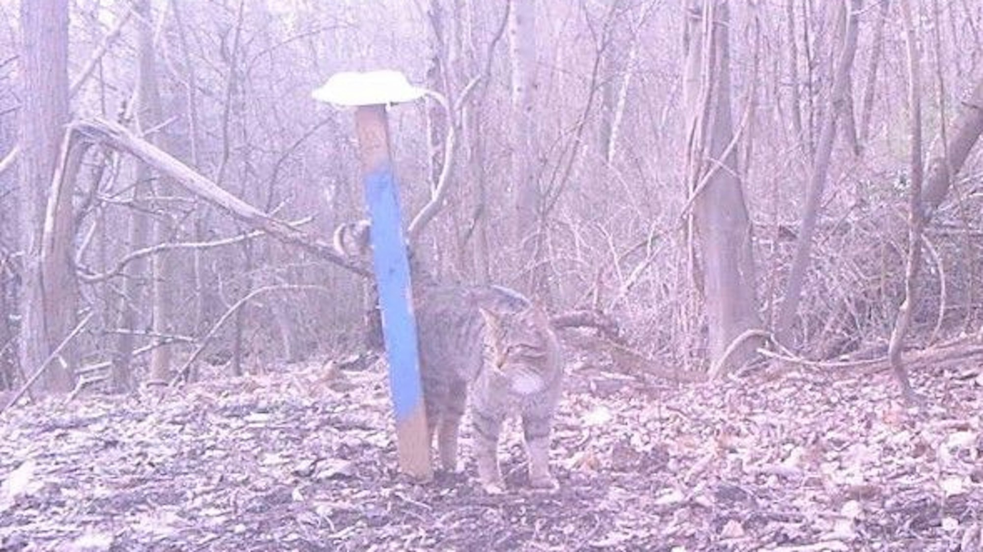 Zu sehen ist eine Wildkatze.