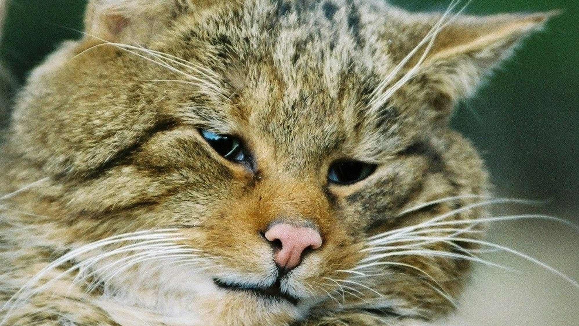 Zu sehen ist eine Wildkatze.