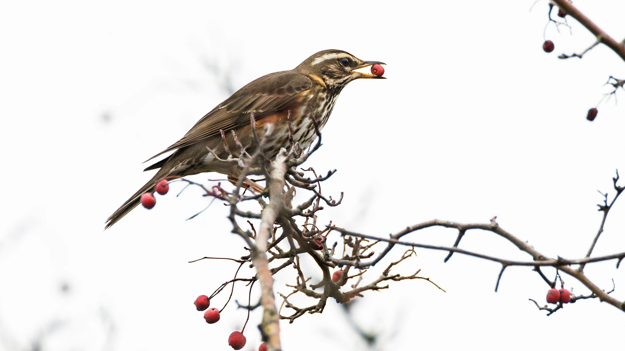 Rotdrossel genießt die Weissdornbeeren