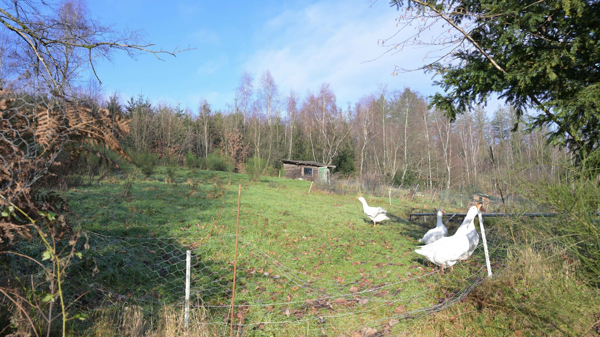 Gänse sind auf dem geplanten Baugrundstück unterwegs.
