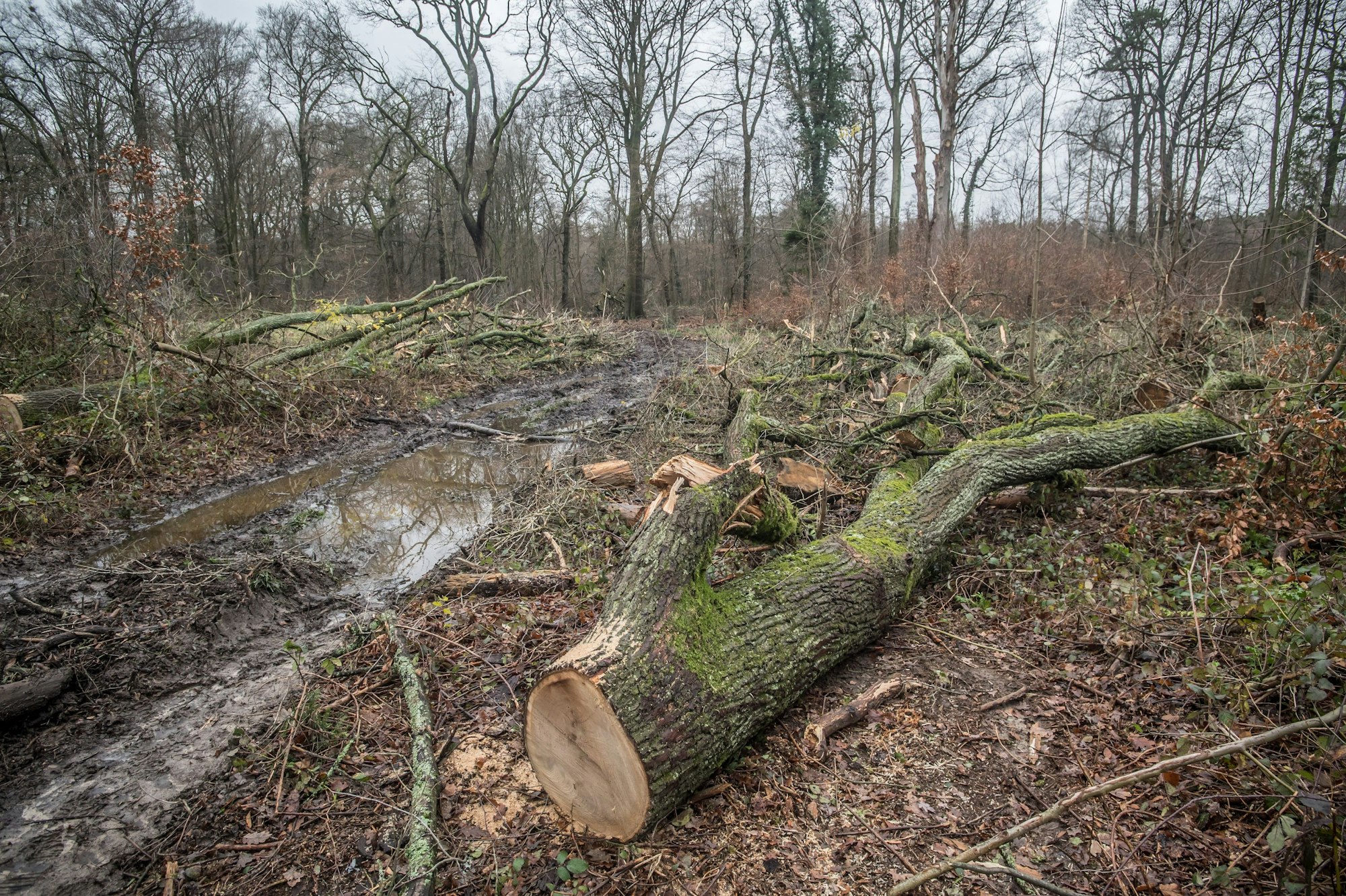Eichen werden im Bürgerbusch geschlagen. Foto: Ralf Krieger
