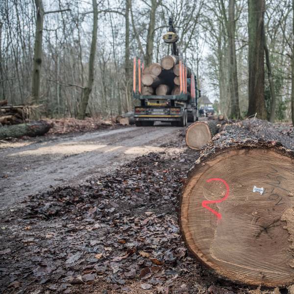 Holztransport mit gefällter Eiche im Bürgerbusch.