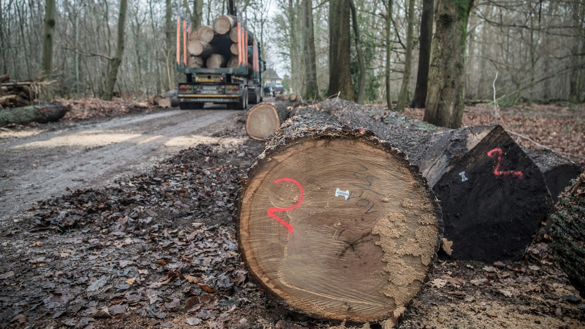Holztransport mit gefällter Eiche im Bürgerbusch.