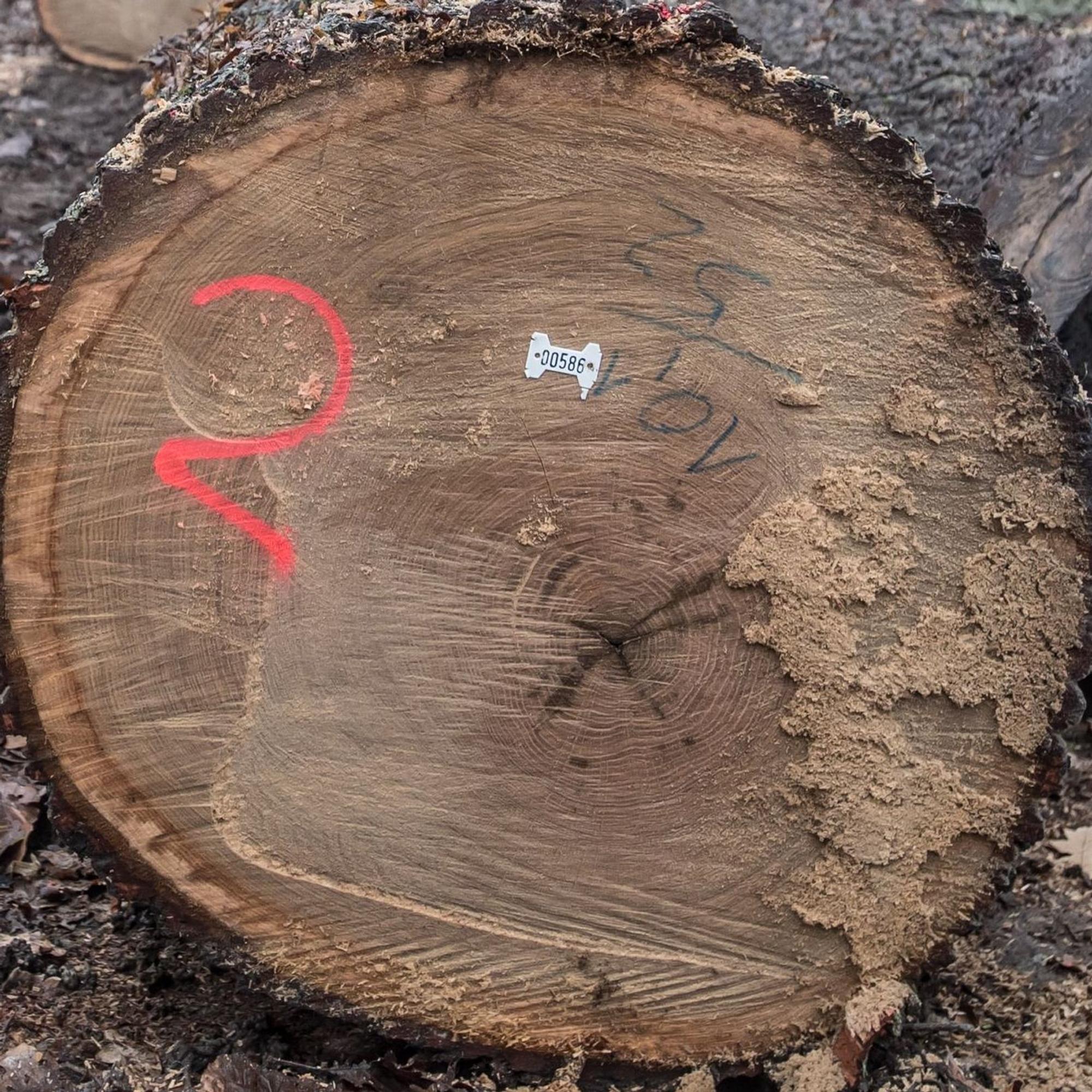 Holztransport: Eichen werden im Bürgerbusch geschlagen. Foto: Ralf Krieger