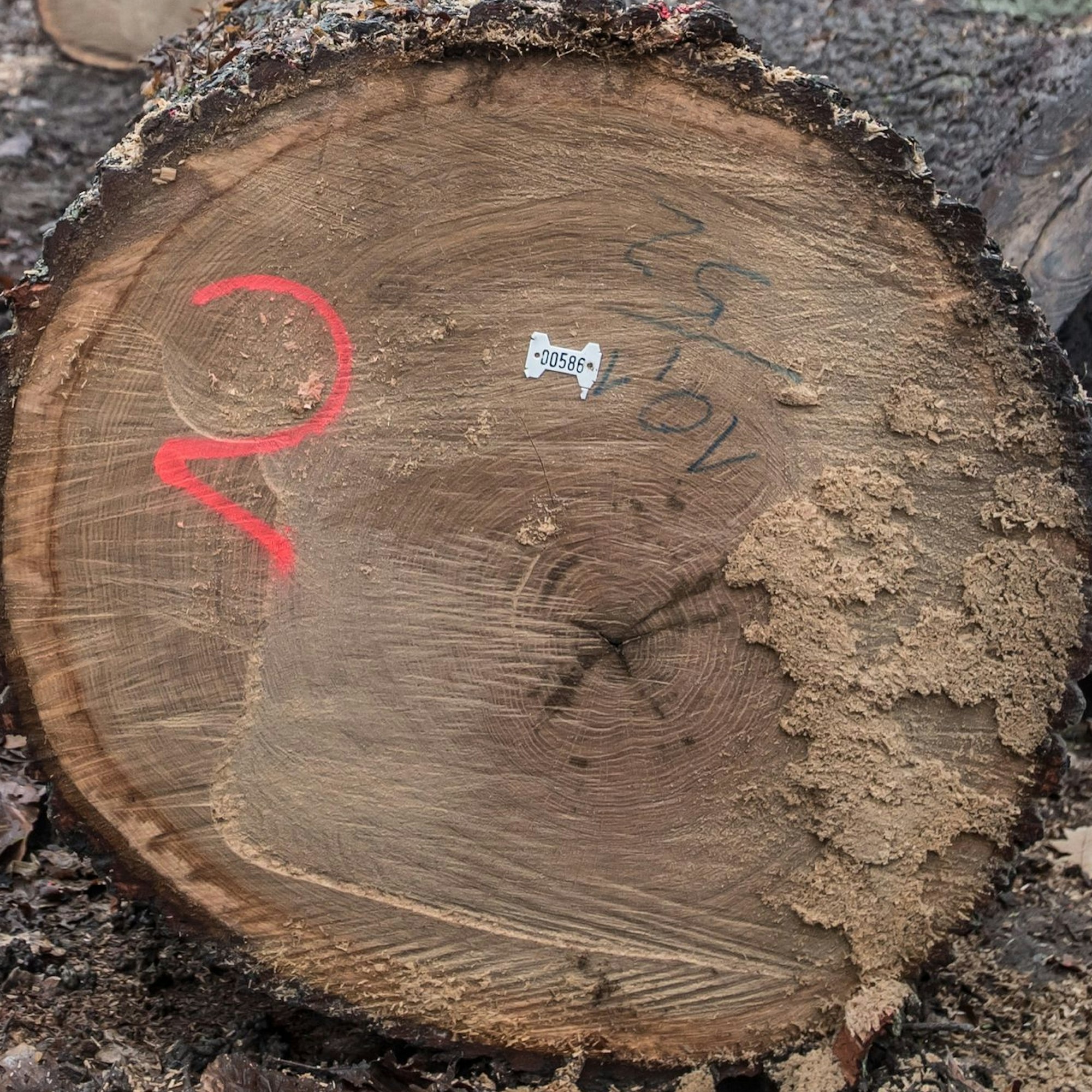 Holztransport: Eichen werden im Bürgerbusch geschlagen. Foto: Ralf Krieger