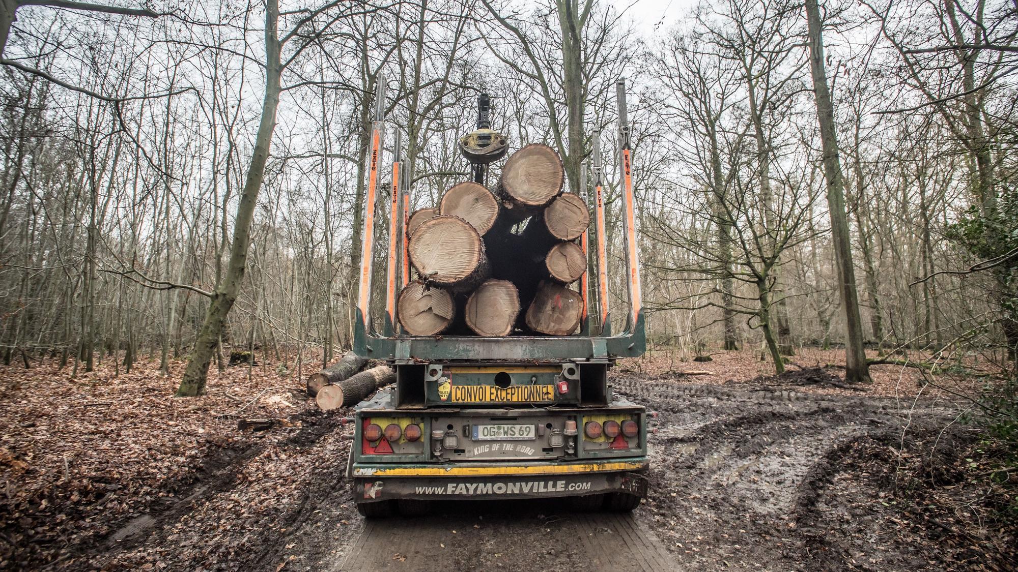 Abtransport: Eichen wurden im Bürgerbusch geschlagen.