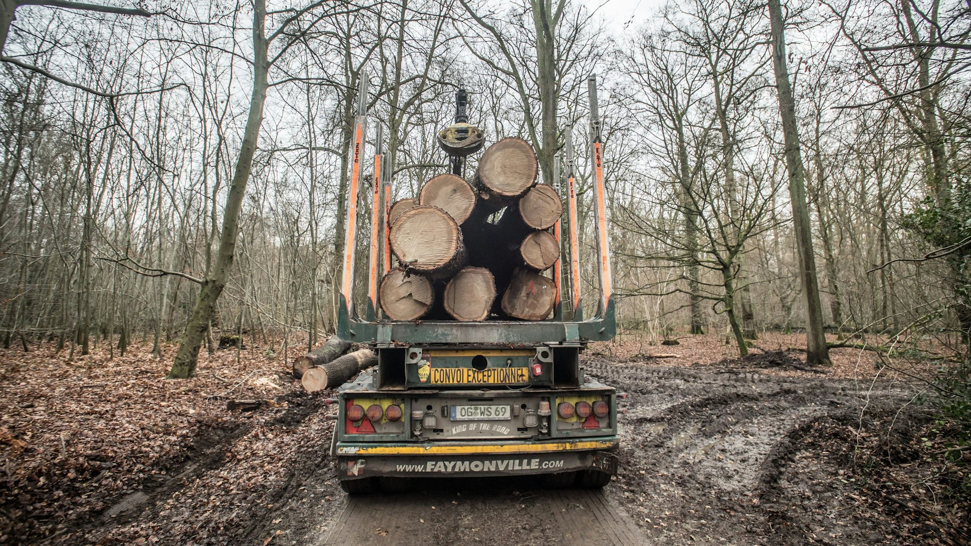Abtransport: Eichen wurden im Bürgerbusch geschlagen.