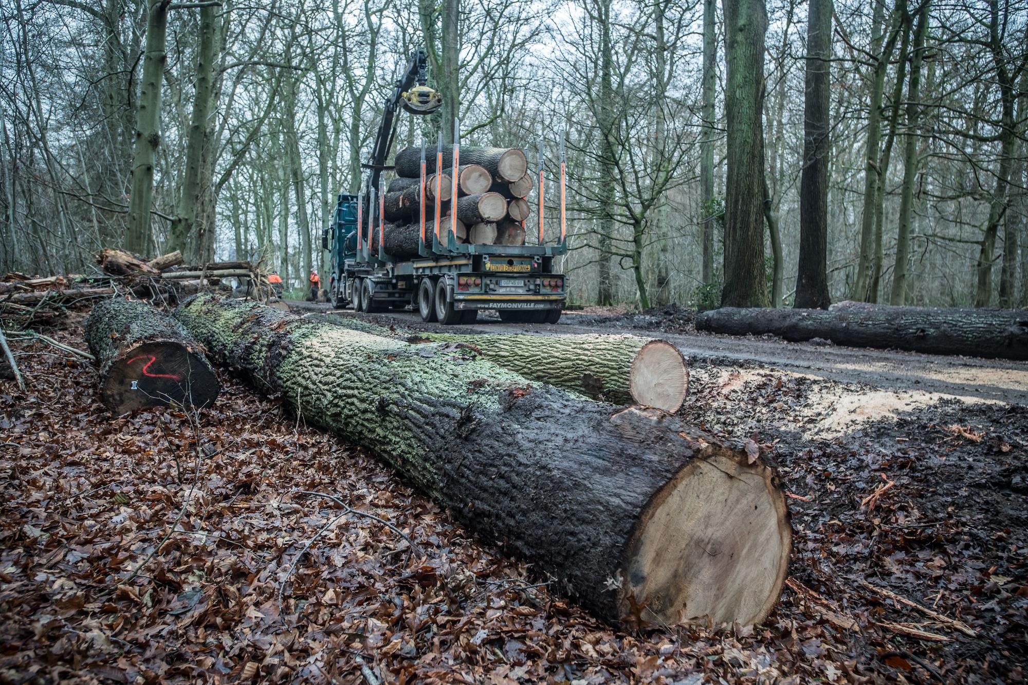Holztransport: Eichen werden im Bürgerbusch geschlagen. Foto: Ralf Krieger