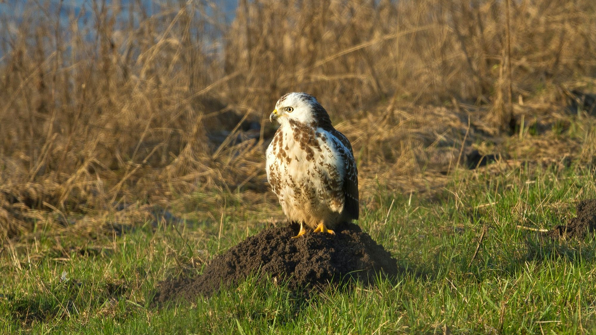 Mäusebussard auf dem Maulwurfshaufen