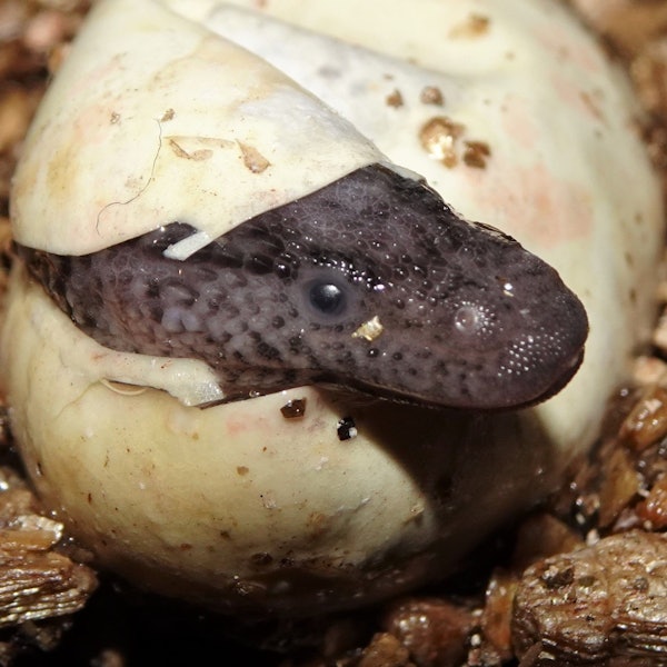 Zu sehen ist ein junger Taubwaran, der frisch geschlüpft aus dem Ei schaut.
