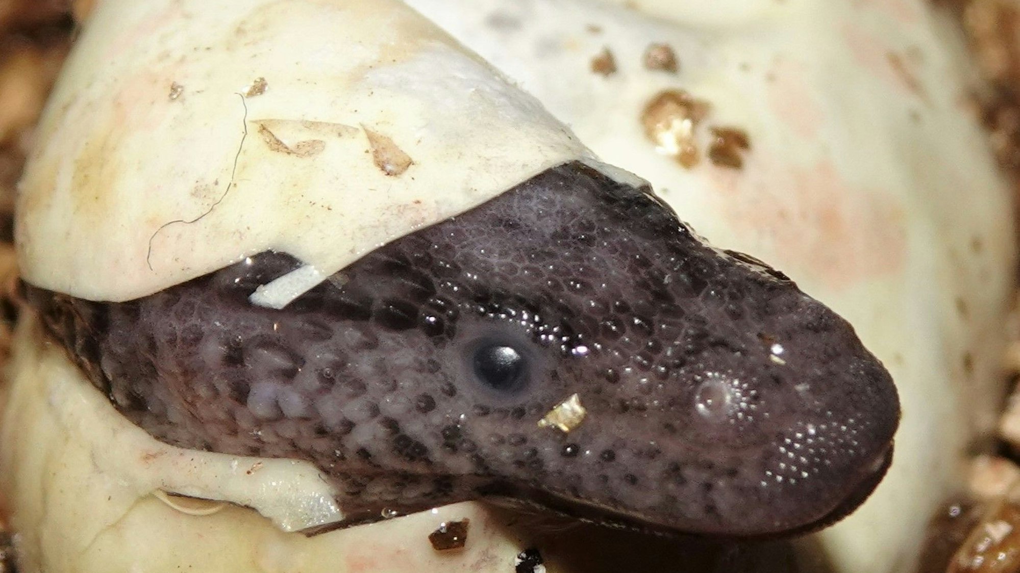 Zu sehen ist ein junger Taubwaran, der frisch geschlüpft aus dem Ei schaut.