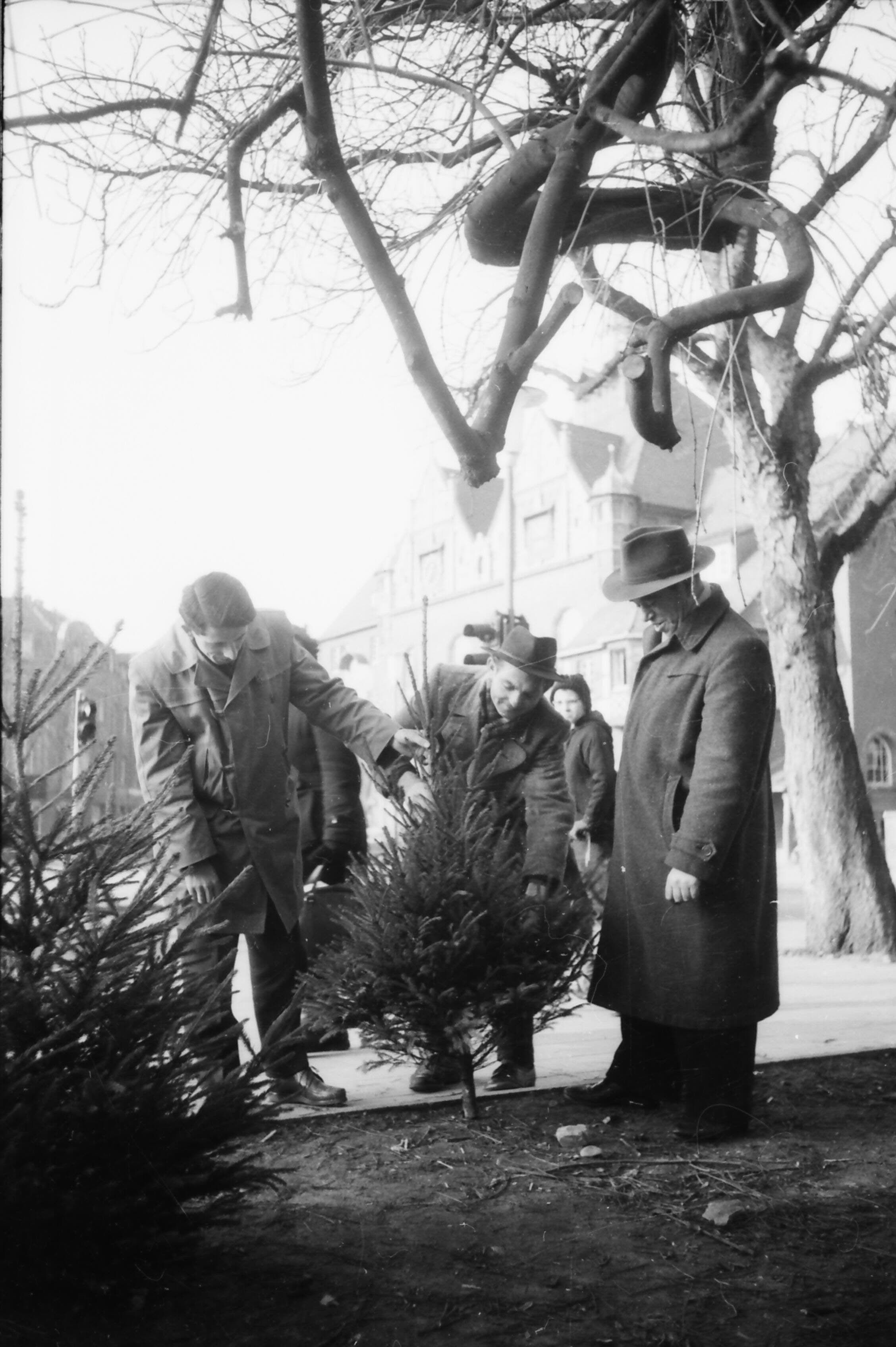 1959 auf dem Marktplatz in Bergisch Gladbach: Drei Männer begutachten an einem Verkaufsstand einen kleinen Weihnachtsbaum.
