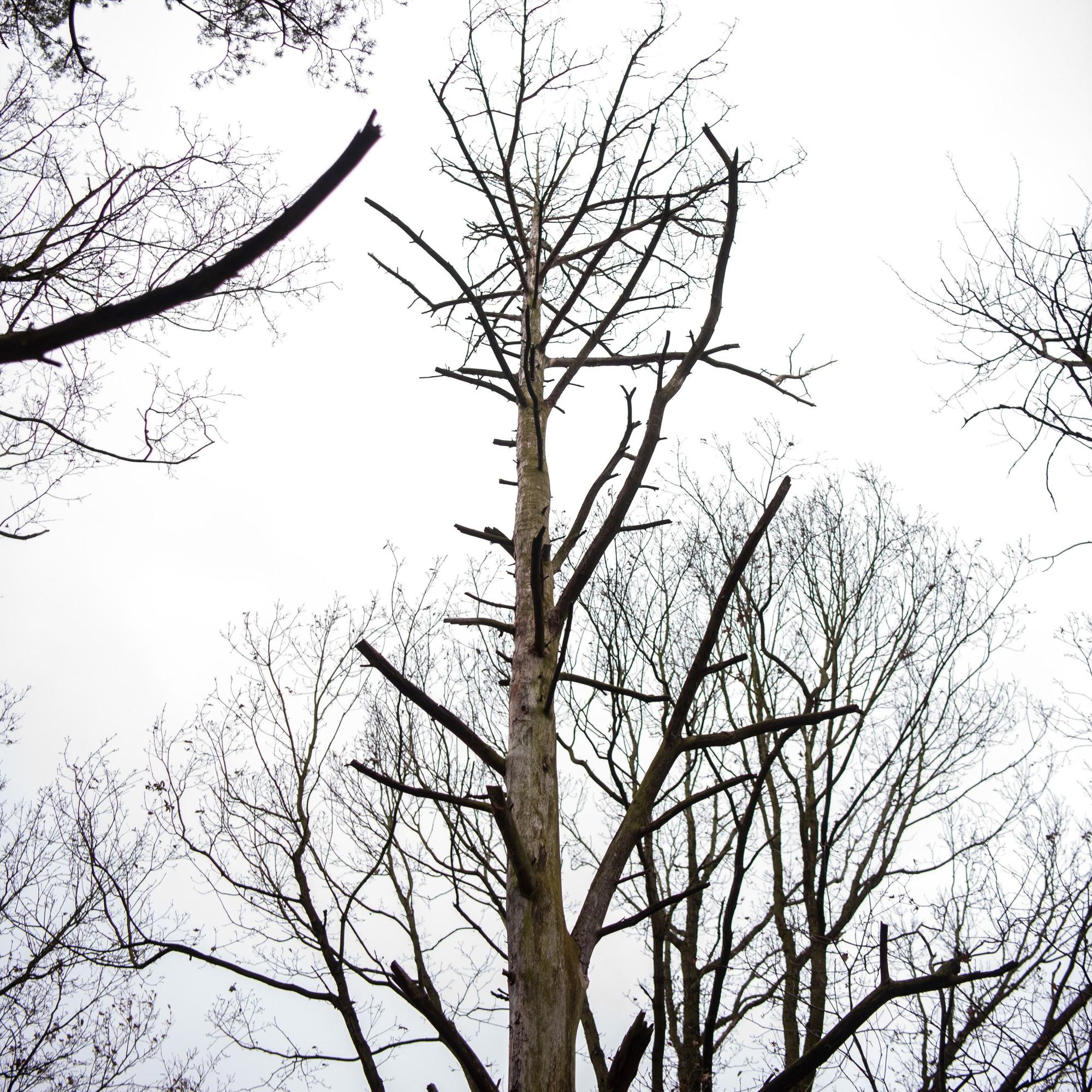 Im Billiger Wald steht ein toter Baum.Totholz ist wichtig für das Ökosystem Wald.