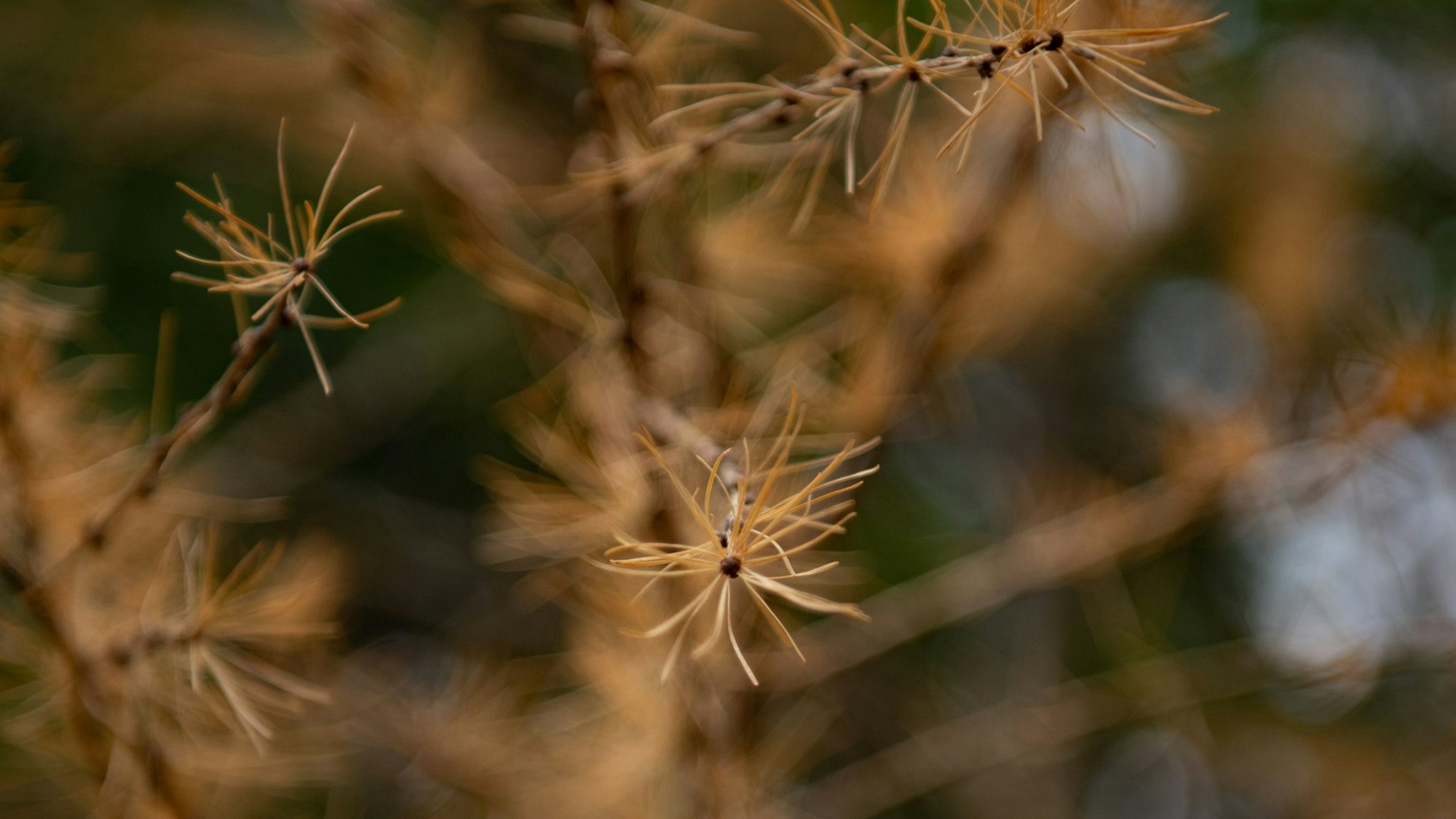 Orangefarbene Nadeln hängen an Kieferästen.